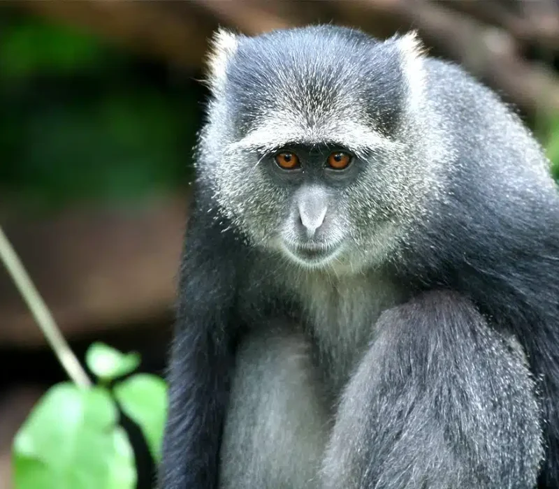 0001_LakeManyara-BlueMonkey2