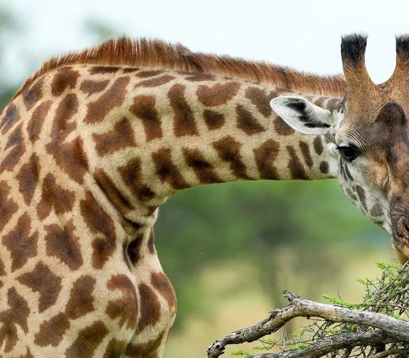 0002_LakeManyara-Giraffe