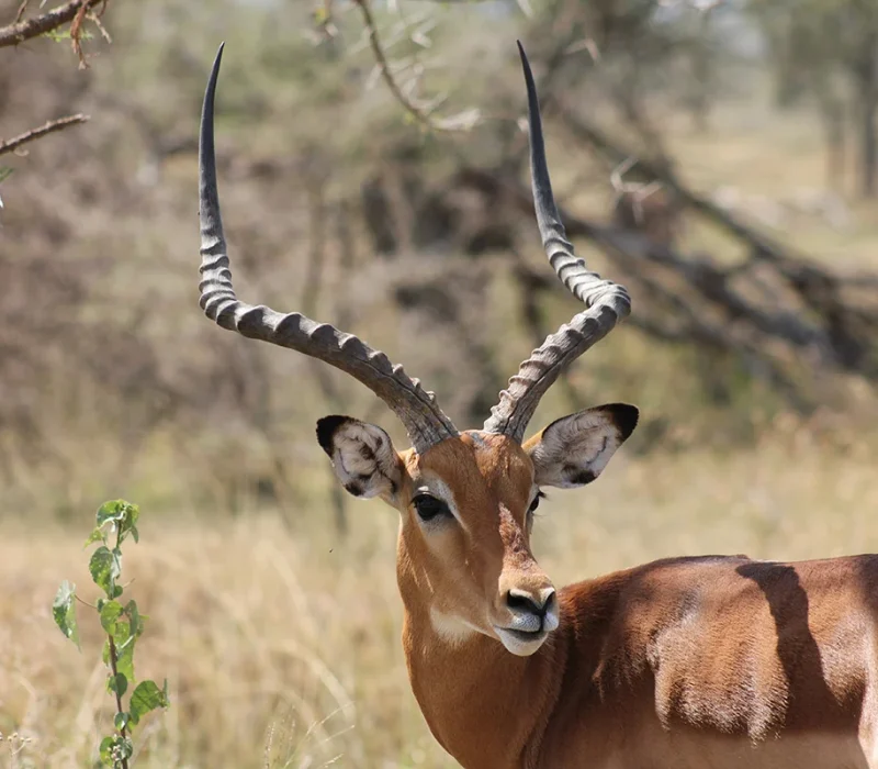 Antelopes-of-the-Serengeti-Tanzania-Safari-Guide-1