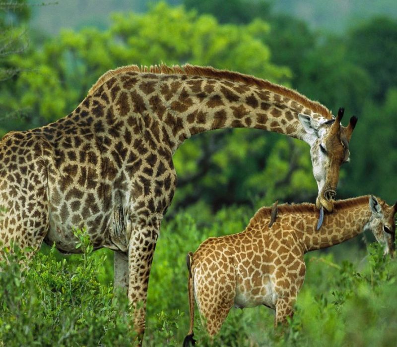 Arusha-National-Park-Day-Trip