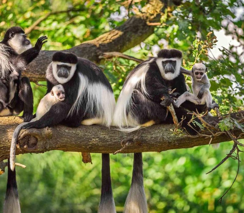 Arusha-National-Park