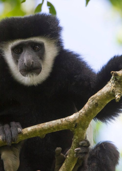 Arusha_np_colobus