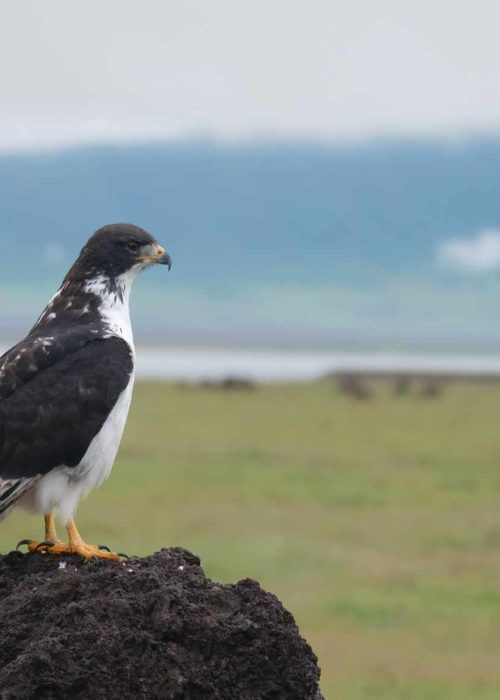 Bussard_Ngorongoro_crater