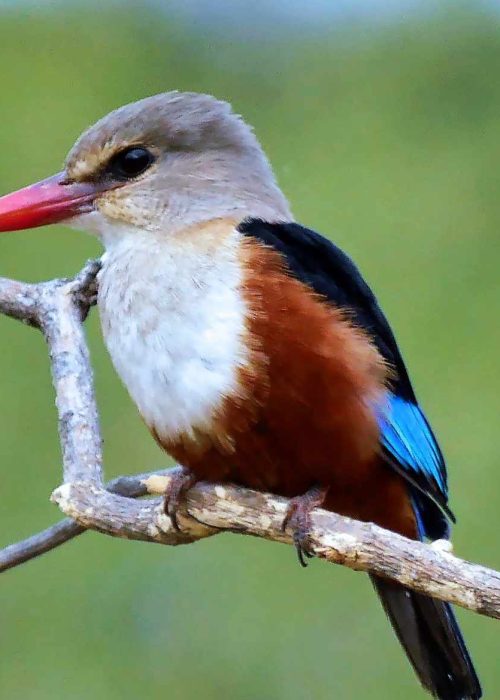 Eisvogel_ta5rangire