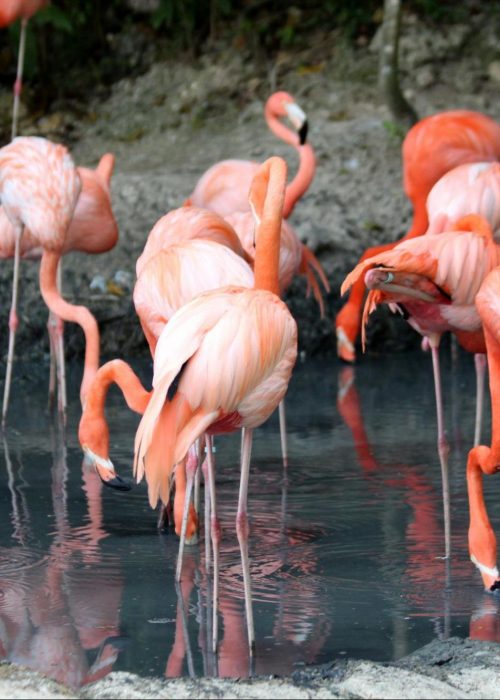 Flamingo_lake_momella