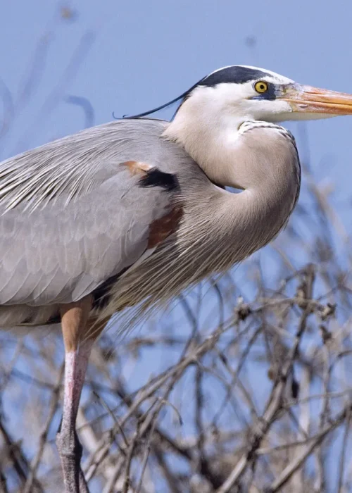 Great_blue_heron_arusha_np