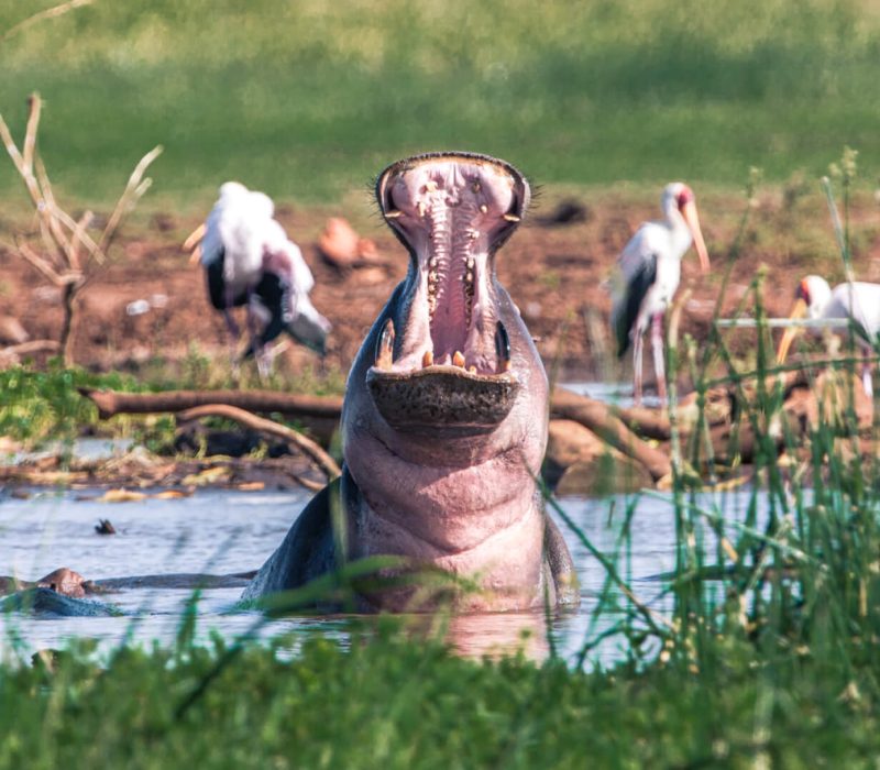 Lake-Manyara