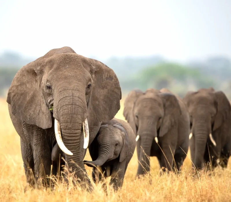 ONH-Blog-The-Gentle-Giants-of-the-Serengeti-1200-x-900-px-@-200ppi-3-1024x768