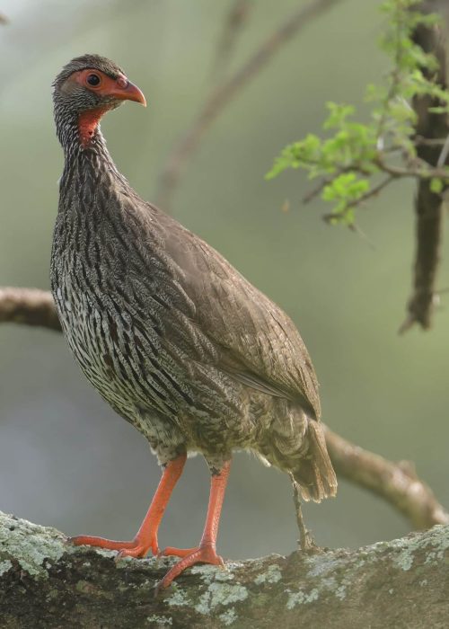 Spurfowl_Tarangire