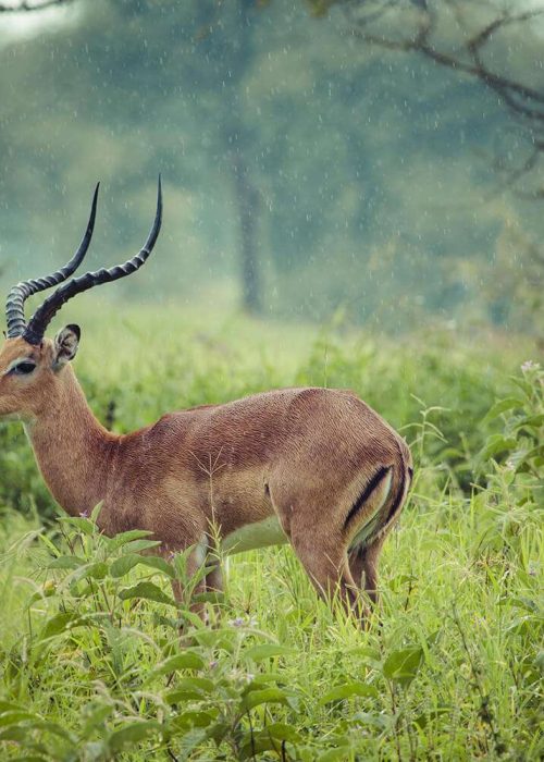 Tarangire_antelope
