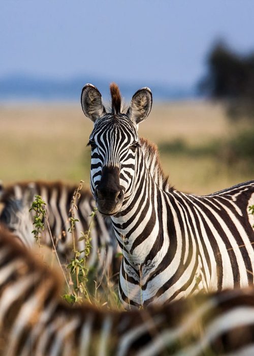 Zebras
