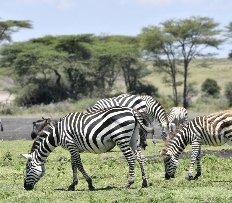 Zebras_in_Ndutu_Area