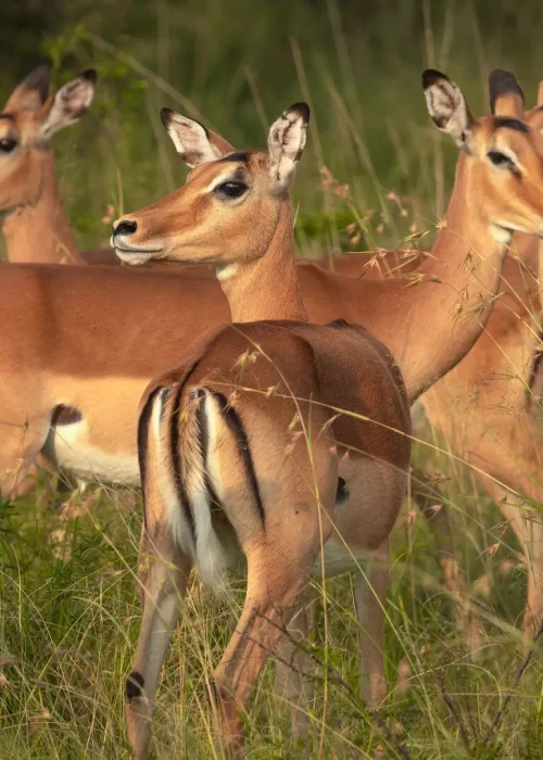 antelopes