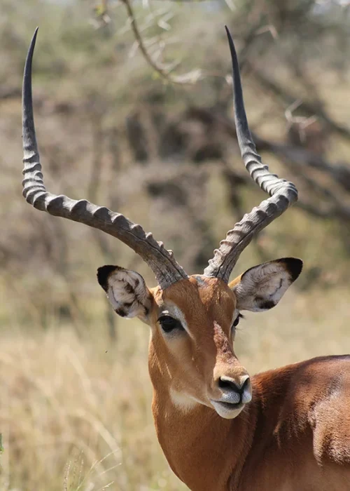 antelopes_crater