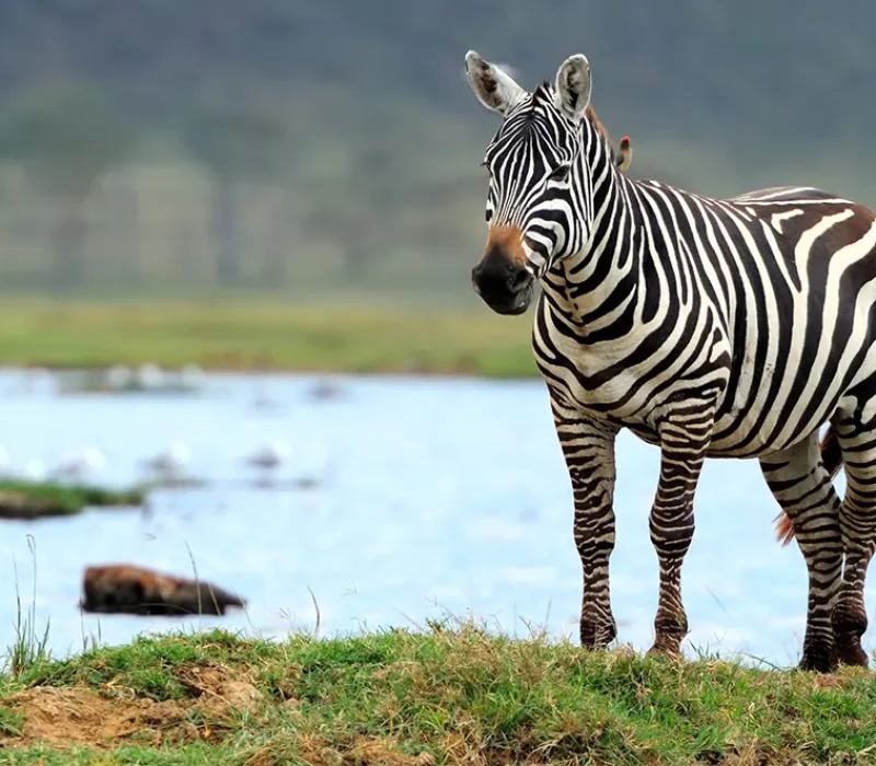 arusha-national-park-ceo
