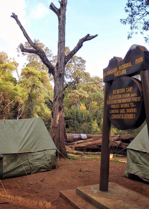 big tree camp