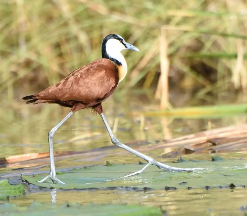 bird lake manyara