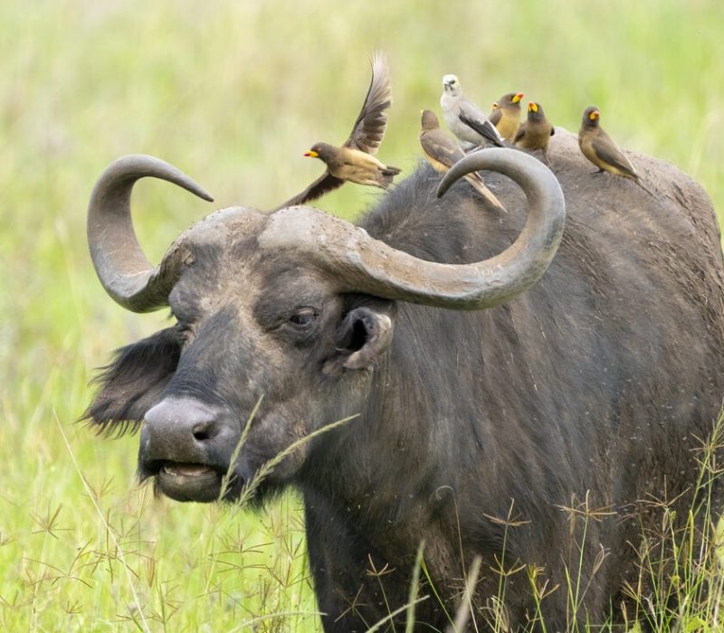 buffalo (2)