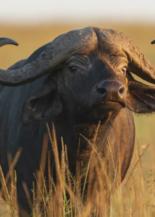 buffalo