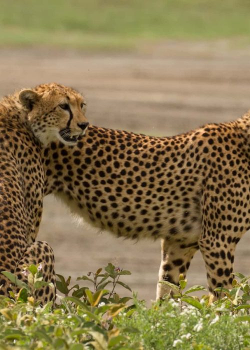 cheetahs