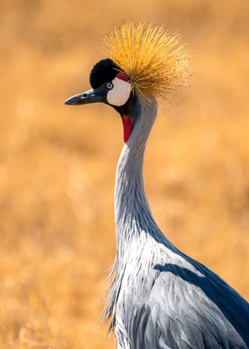 crane_crater