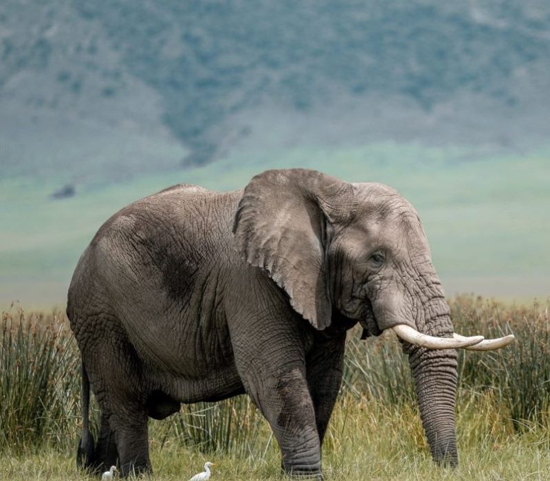 elephant