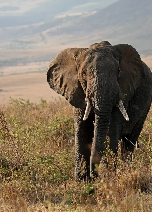 elephant_elephant