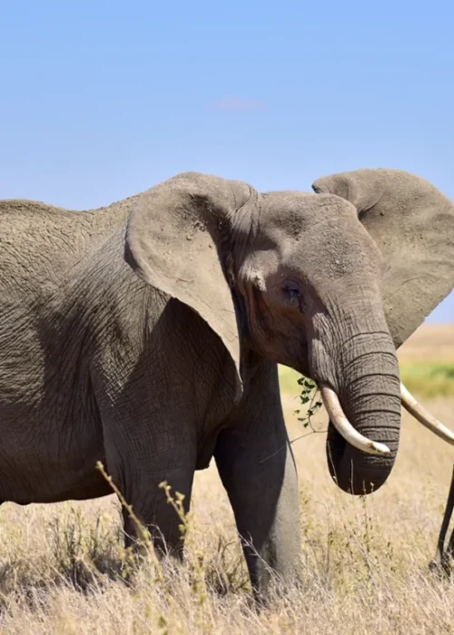elephant_serengeti
