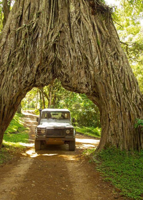 fig_tree _arusha_np