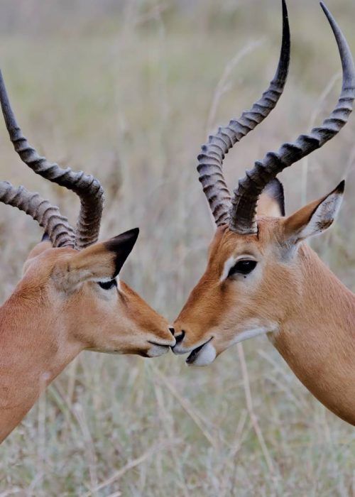 gazelles
