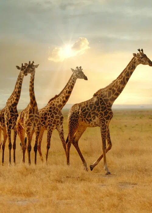 giraffe-serengeti-safari-tour