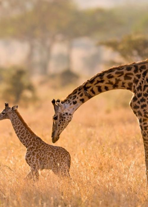 giraffes