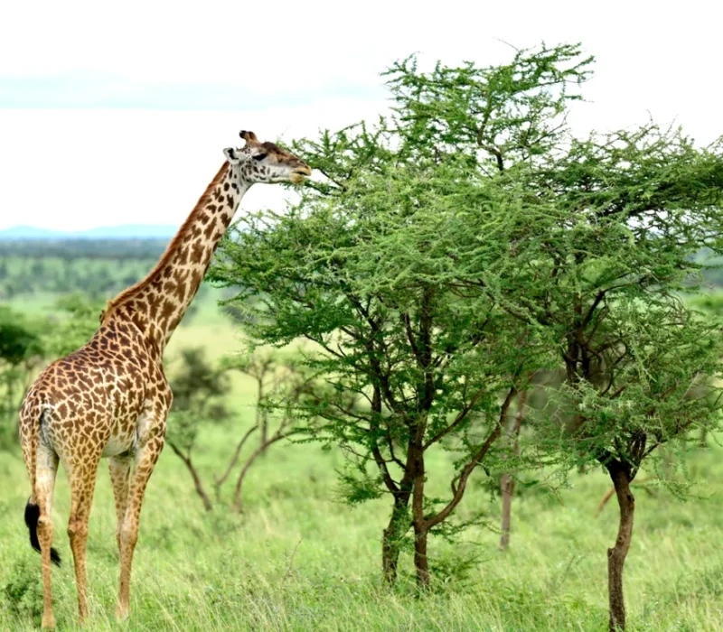 girrafe serengeti