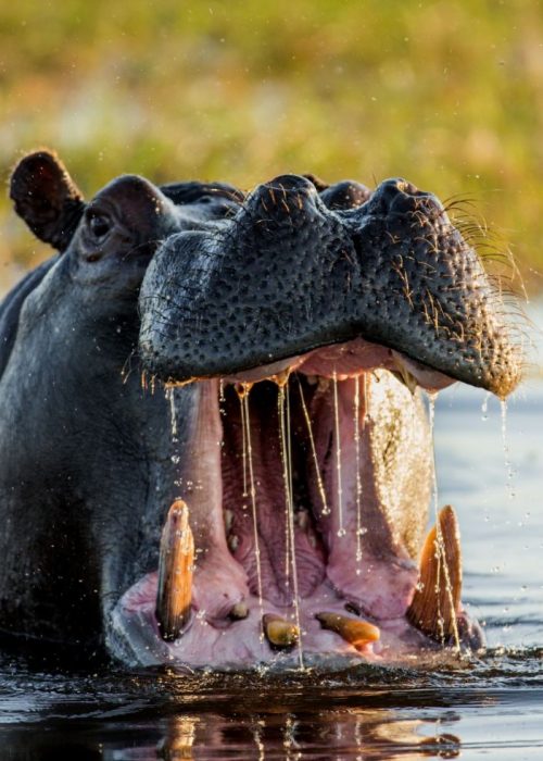 hippo_ngorongoro