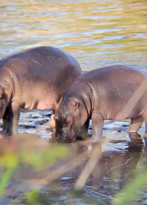 hippos_Tarangire_np