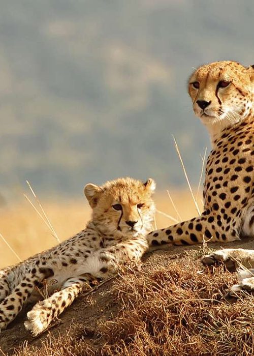 leopards