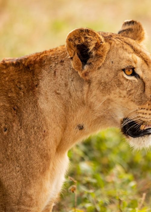 lion._tarangire