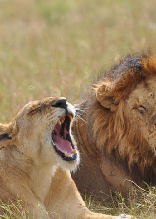 lion_lioness