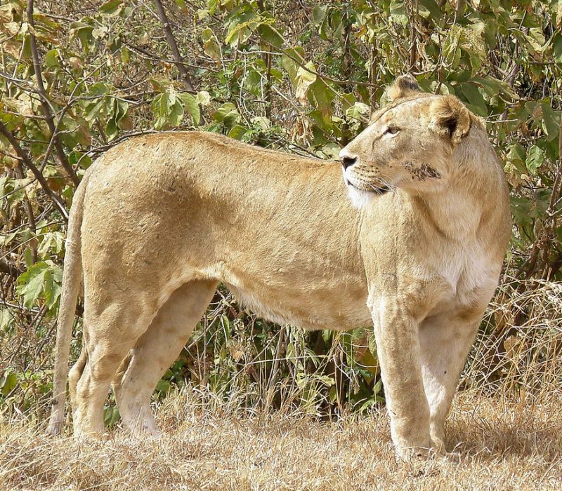 lioncrater