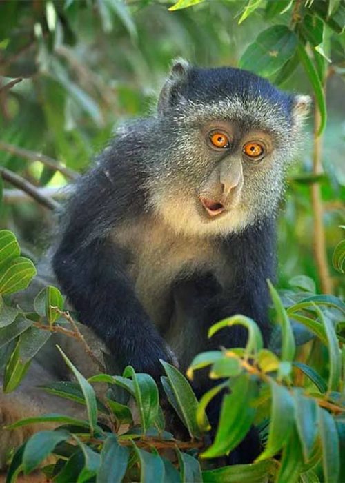 monkey