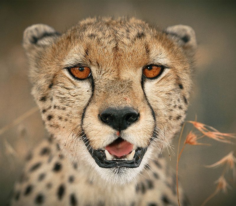 ndutu-game