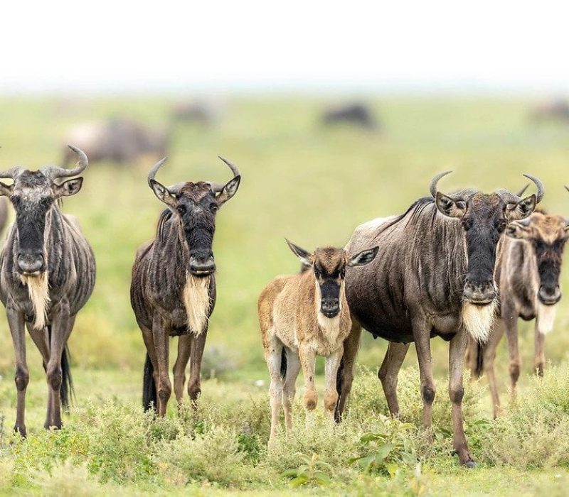 ndutu-ngorongoro-conservation-area-tanzania