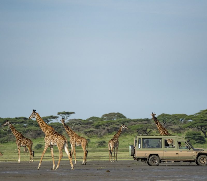 ndutu8