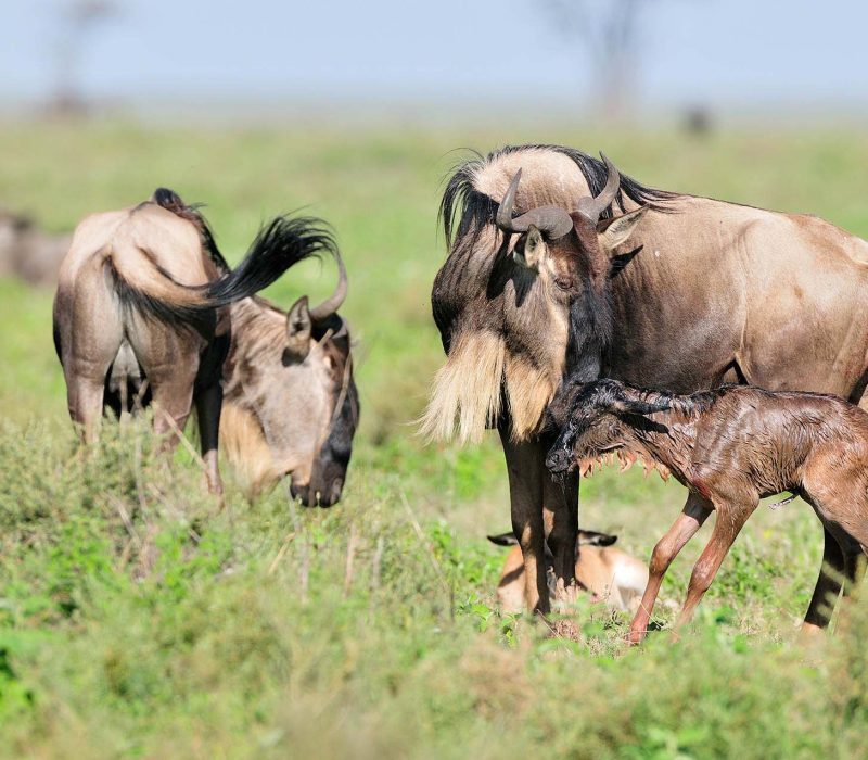 new-born-wildebeest