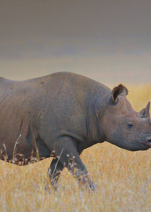ngorongoro_crater_rhino
