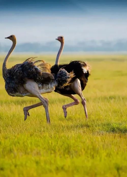 ostrich_
