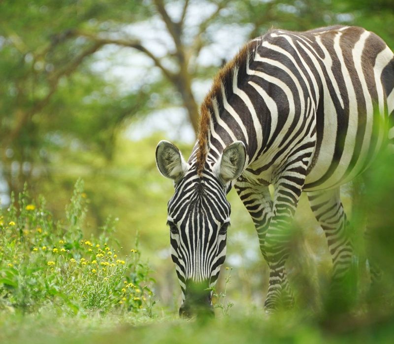 quote-zebra-trees