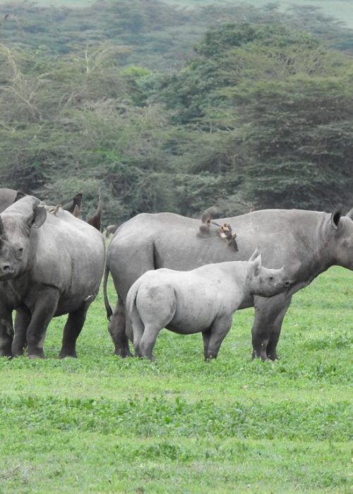 rhinos