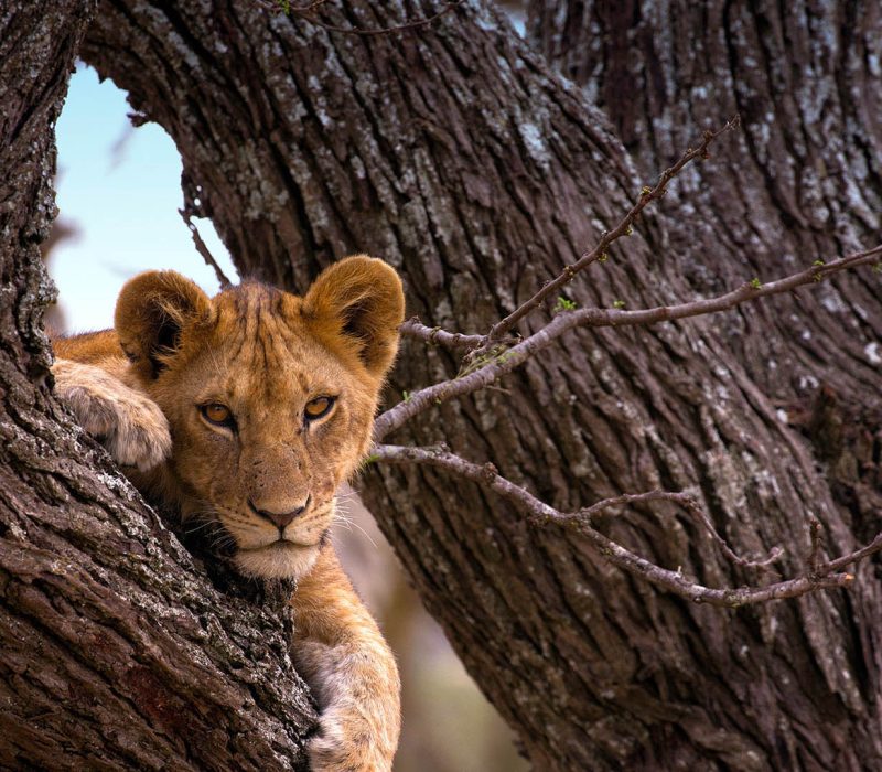 serengeti-national-park-tanzania-national-parks-nasikia-camps-game-drives-tours-tanzania-safaris-africa-lion