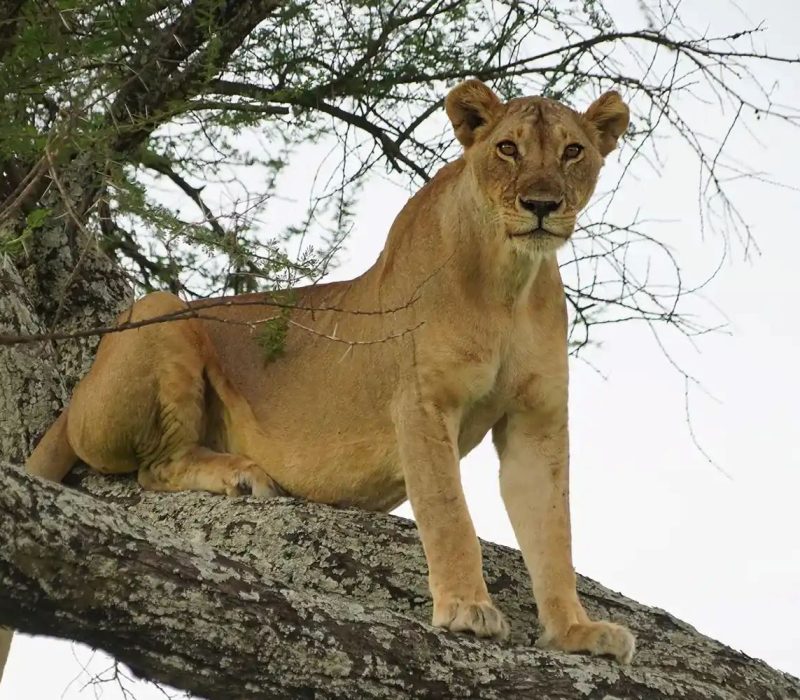 tarangire-national-park-2
